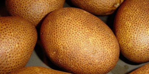 Kivi krompir: karakteristike sorte, recenzije